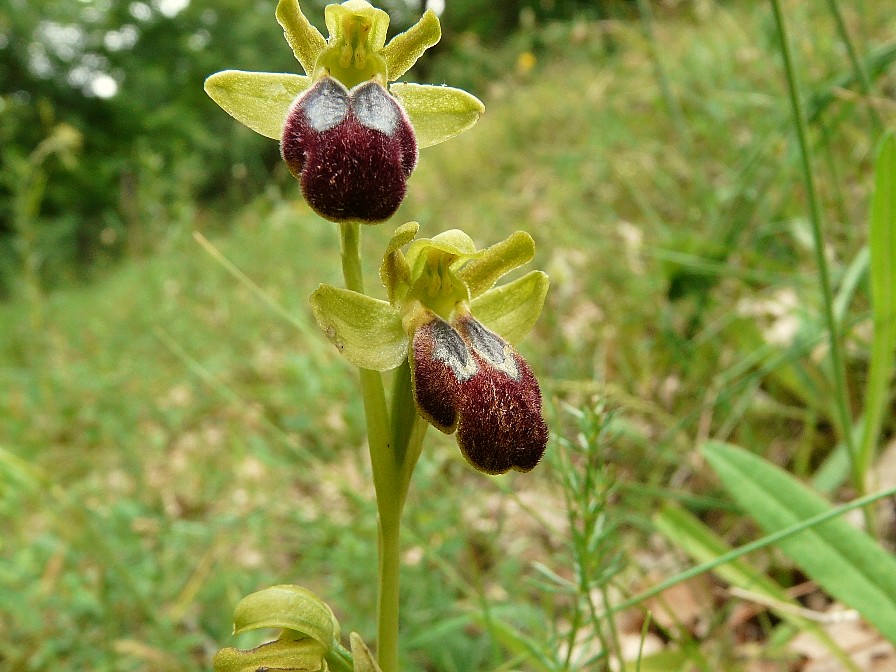 Ophrys fusca